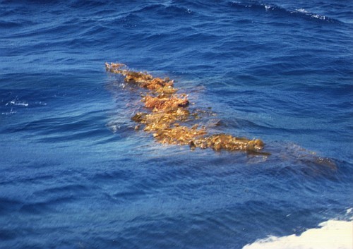 A floating kelp paddy