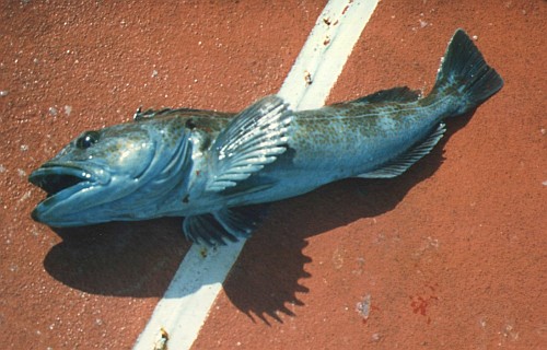 A turquoise lingcod lying on the red deck of the Condor