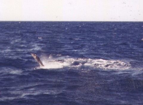 A marlin tail-walking