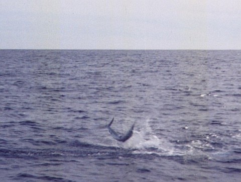 A marlin flipping in midair