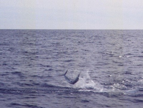 A marlin flipping in midair
