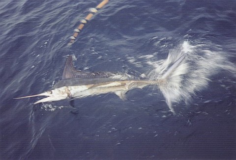 A marlin on its side in the water beside the boat