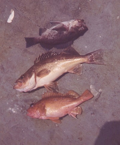 Three rockfish lying on the deck