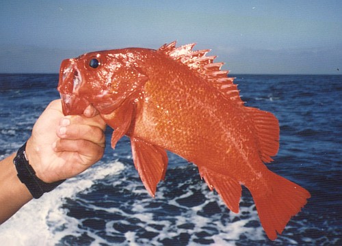 A bright red rockfish